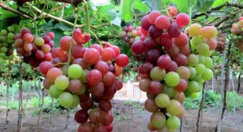 Ninh Thuận có đặc sản gì? Những món đặc sản ngon “nức tiếng” ở Ninh Thuận