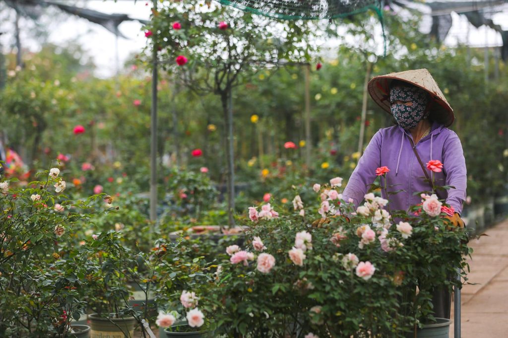 ban-cay-giong-hoa-hong-da-lat