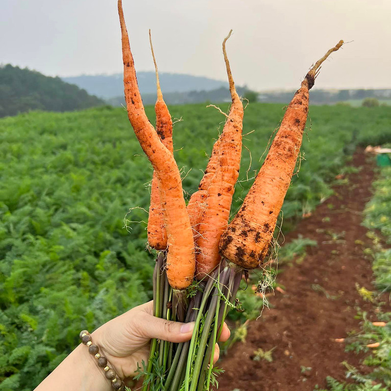 ca-rot-da-lat-1